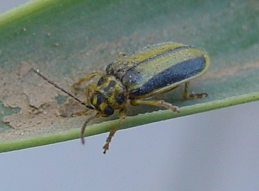 Xanthogaleruca luteola